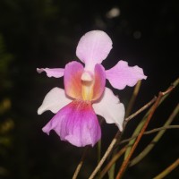 Vanda Miss Jochim